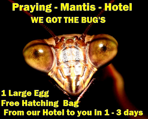 One praying mantis - mantis, cases