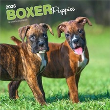 Boxer Puppies 2026 Square Flap