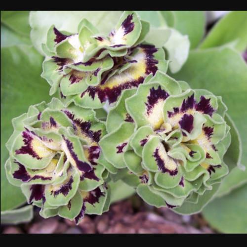 Primula auricula sword plant - primula,