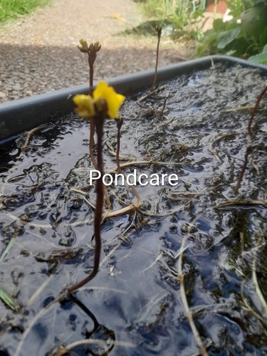 Bladderwort utricularia - bladderwort,