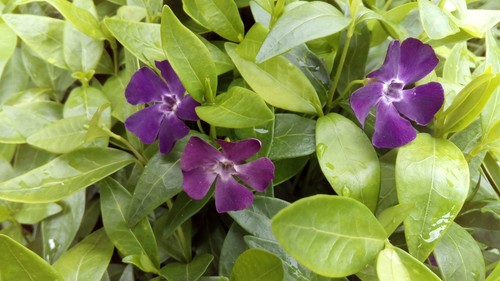 Purple vinca hardy - x,