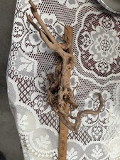 Rhododendron tree roots