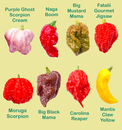 Worlds hottest chilli - chilli,
