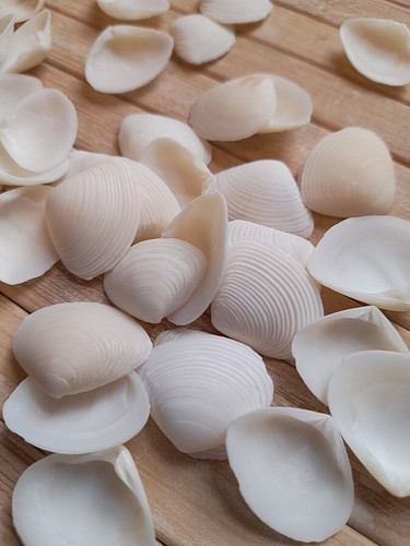 White seashells small - white, clam