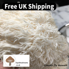 Lions Mane Colonised Petri Dish - Premium mycelium mushroom culture