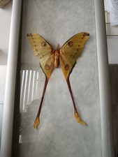 Comet Moth in frame