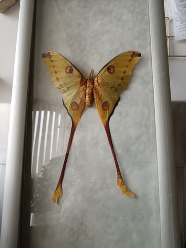 Comet moth frame - moth,
