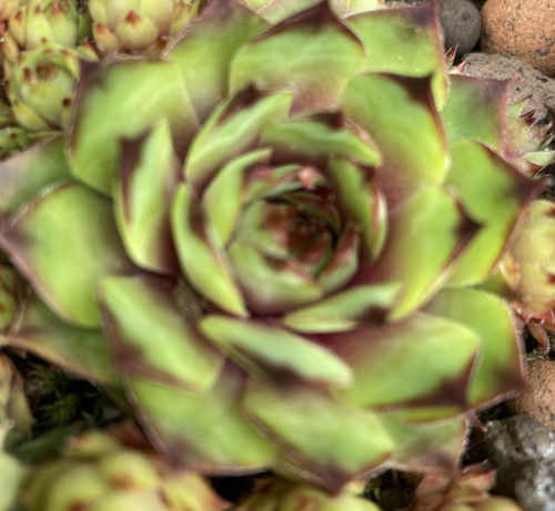 Sempervivum electra - sempervivum,