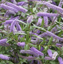 HEBE LIGHT PURPLE Outdoor Hardy Evergreen Flowering Garden Shrub (1 plug plant )