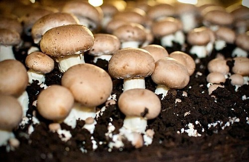 Seeds mushroom portobello - seeds,