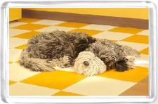 AA Dog Fridge Magnet laying on