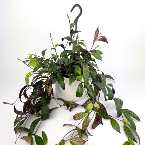 Hanging aeschyn marmoratus - aeschyn,