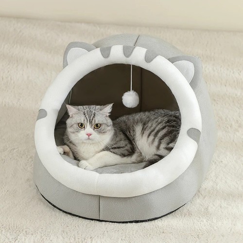 Pet cute cat warm - cute,