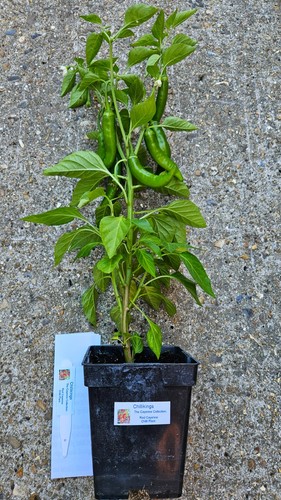 This huge red cayenne chilli - this,