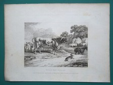 HARE & His Friends Horse Bool