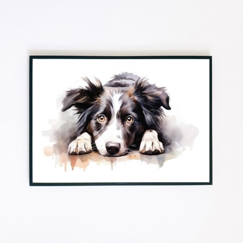 Border collie dog watercolour - collie,
