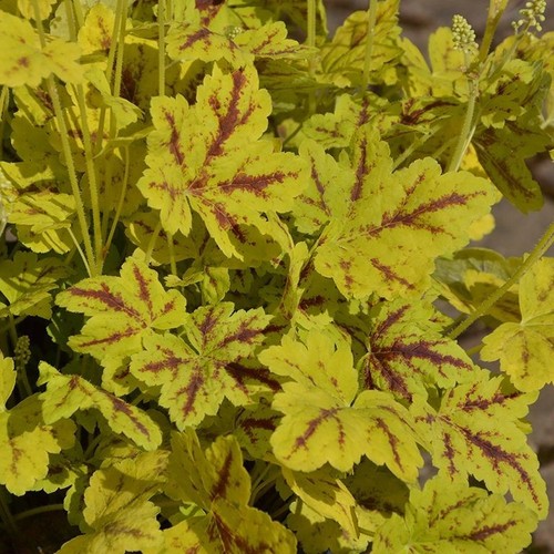 Heucherella leapfrog plug - 5,