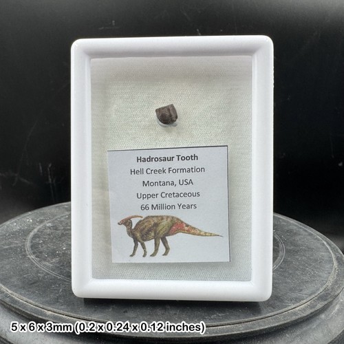 Edmontosaurus tooth fossil - , –