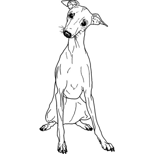Italian greyhound unmounted - 'italian,