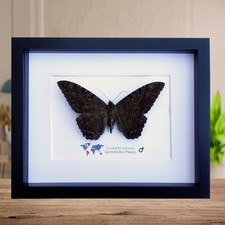 Framed Black Witch Moth