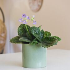 T&M House Plant Streptocarpus