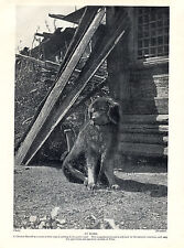 TIBETAN MASTIFF OLD ORIGINAL 1934 DOG PRINT