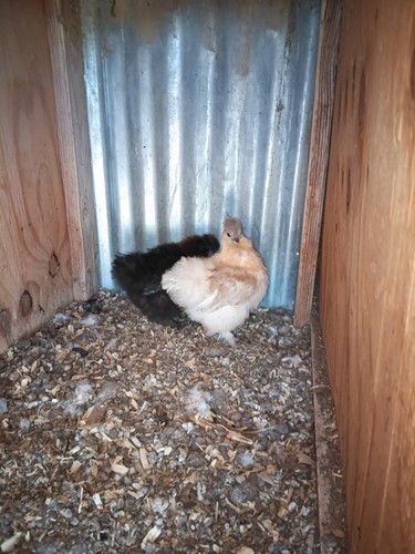 Bantam silkie chicken - silkie,