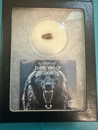 Dire wolf tooth - dire,