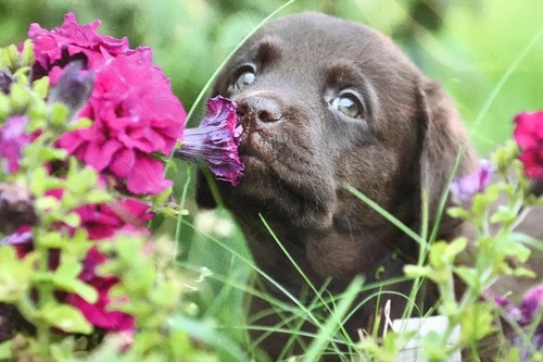 Labrador puppy chocolate - labrador,, puppy,