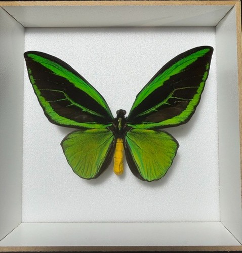 Priamus poseidon male - priamus,