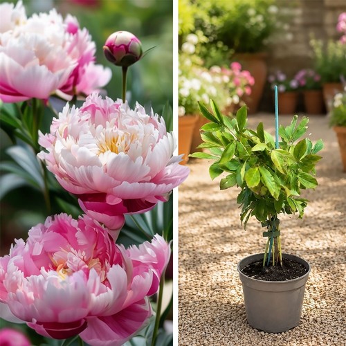Paeonia sarah bernhardt - sarah,