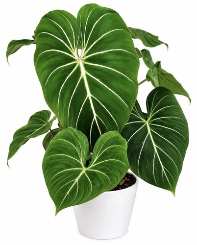 Philodendron gloriosum house - philodendron,
