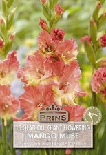 Gladioli Large Flowering