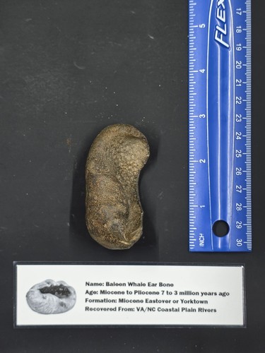 Whale ear bone fossil yorktown - fossil,