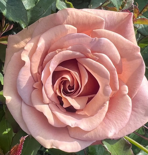 Mocha rosa caramel hybrid - mocha,