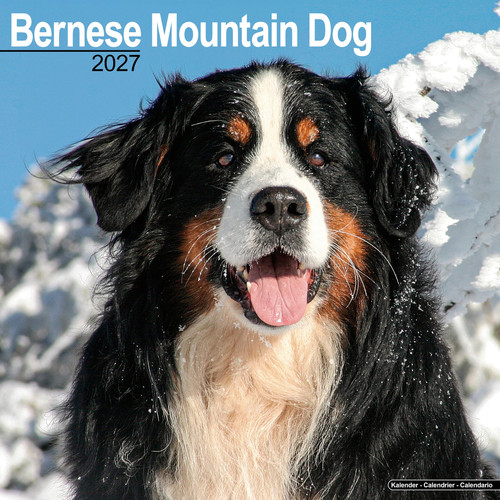 Bernese mountain dog 2027 - mountain,