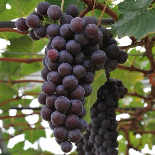 Black hamburg grapevine easy - hamburg,