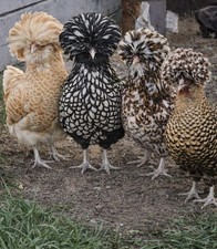 Polish hatching eggs - 6,