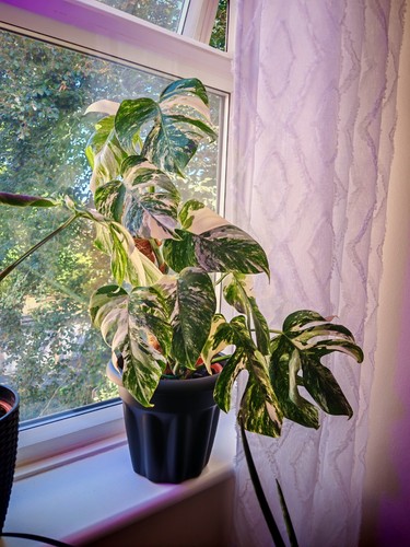 Monstera albo leafs - monstera, 10