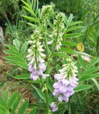 Galega Officinalis - 50 Seeds