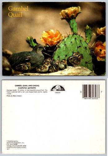 Gambel quail chicks postcard - chicks,