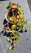 Coral Reef Sedum Tetractinum Sedum Stonecrop Succulent