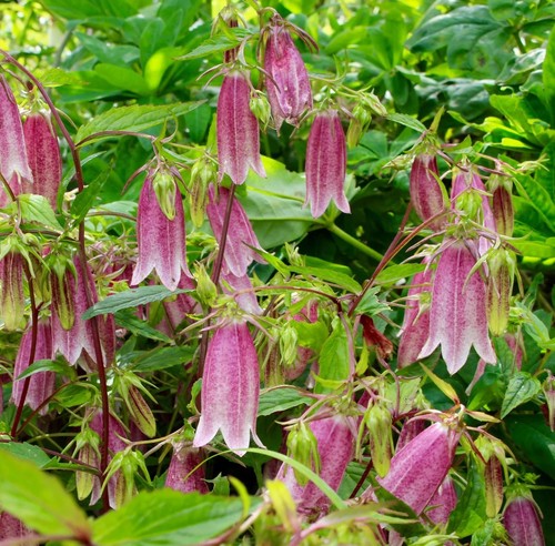 Campanula takesimana hardy - takesimana,