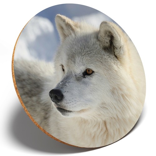 White wolf husky dog - x,