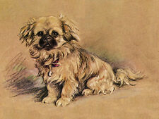 PEKINGESE CHARMING DOG