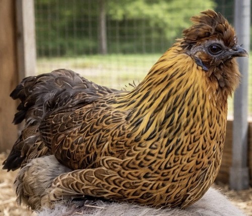 Fertile satin silkie - 4+,