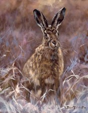 Hare Christmas Cards pack of