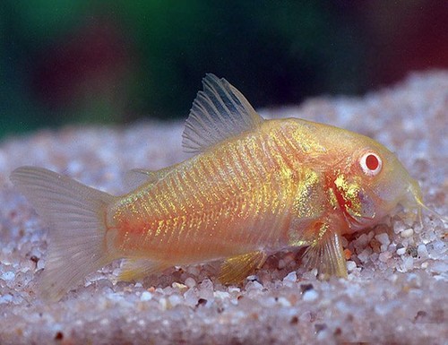 Albino corydoras catfish - albino, tank