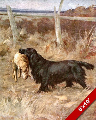 Rabbit hunting lab dog - rabbit, with
