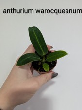 Anthurium Warocqueaneum